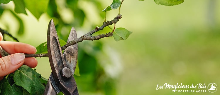 Potatura alberi Aosta: 4 cose che devi assolutamente sapere Potatura alberi Aosta: 4 cose che devi assolutamente sapere