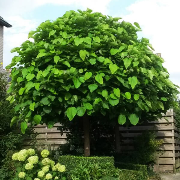 Catalpa