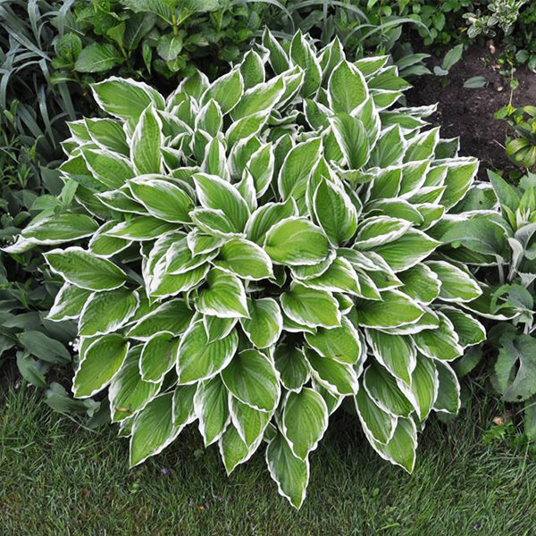 Hosta