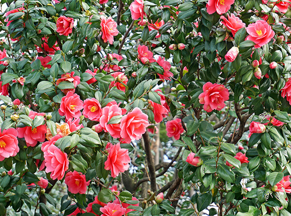 Camelia