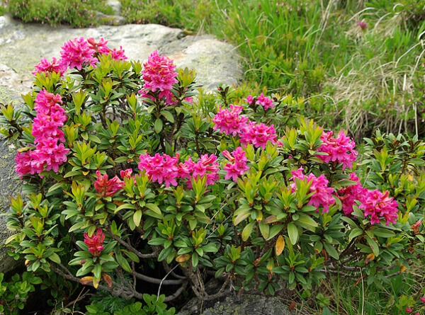 Rododendro