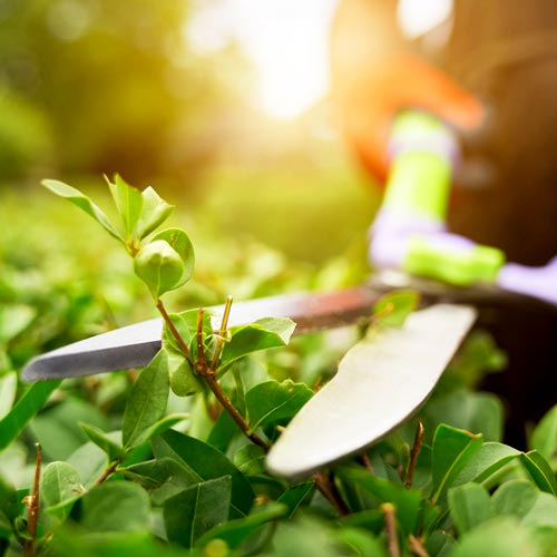 Realizzazione giardini privati Aosta: sicurezza potature cespugli