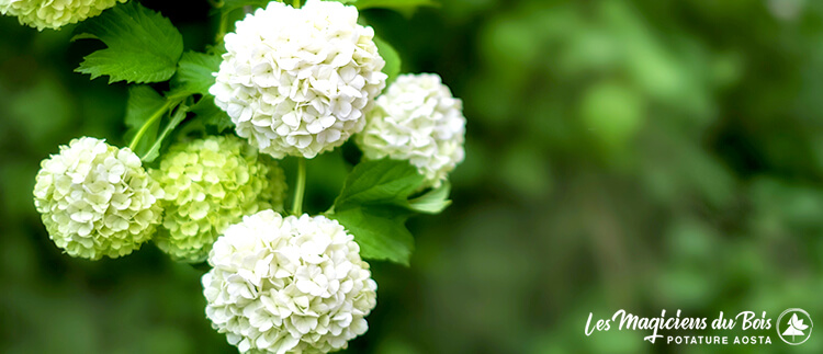 Scelta Siepi Sempreverdi per Giardino: Ecco i Nostri Consigli