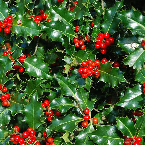 Scelta Siepi Sempreverdi per Giardino: Ilex Agrifoglio