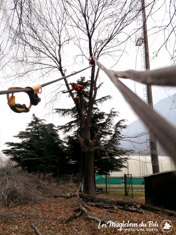 Tree Climbing Aosta Arrampicarsi Sulle Piante In Sicurezza 02