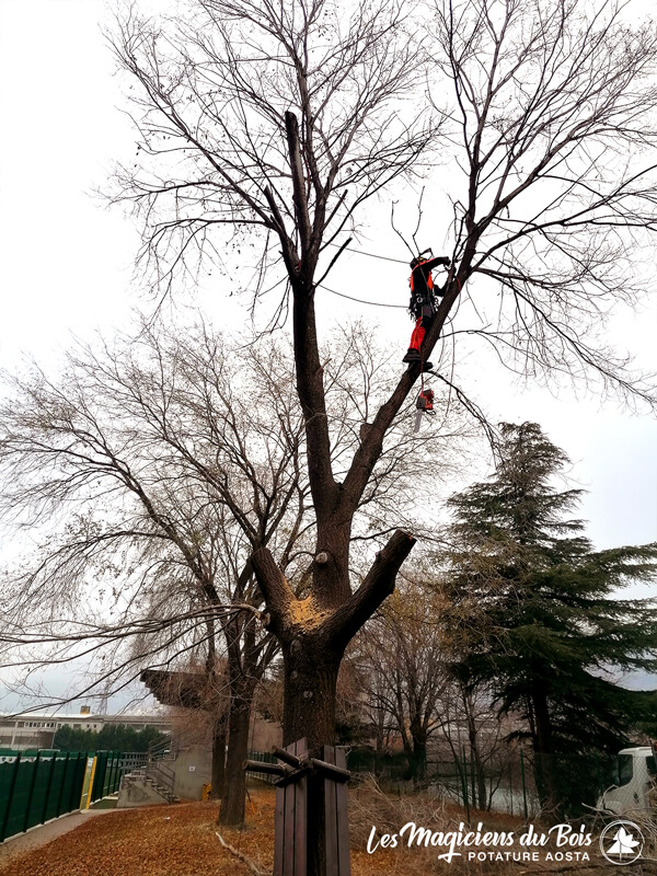 L’arrampicata su albero made in USA