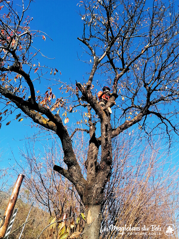 Potatura alberi tree climbing in sicurezza: scegli Les Magiciens Du Bois Potature Aosta
