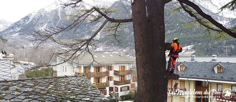Tree Climbing Aosta: Arrampicarsi sulle Piante in Sicurezza