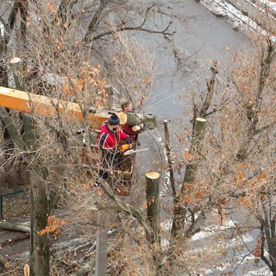 Abbattimento alberi condominiali: quando va fatto