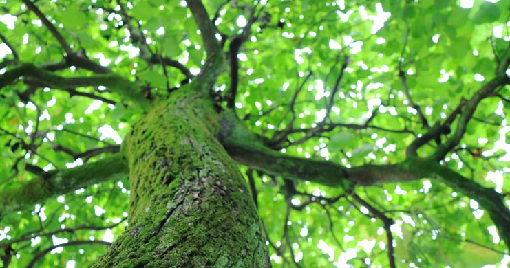 Potatura alberi Aosta - Aree pubbliche e private