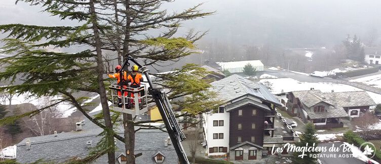 Abbattimento Alberi Alto Fusto Aosta: Come ci Proteggiamo