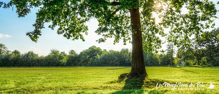 Abbattimento Alberi Alto Fusto: Quando si Deve Intervenire?