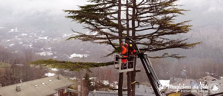 Abbattimento Alberi Aosta: la Rimozione dei Cedri del Libano