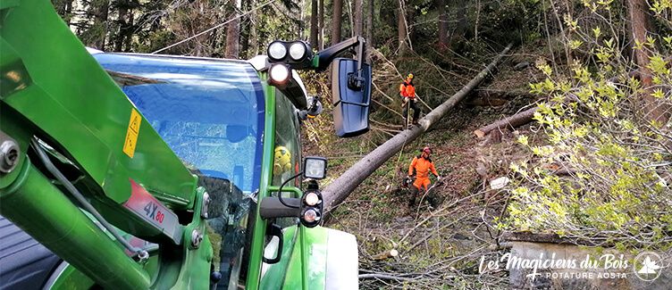 Abbattimento Alberi Aosta: Sicurezza e Professionalità