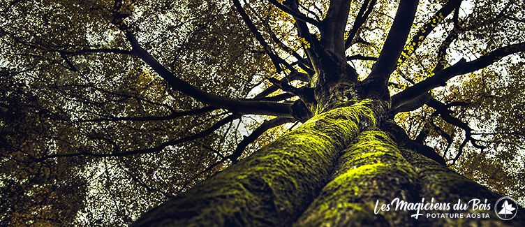 Alberi Monumentali Italia da Ammirare e Preservare