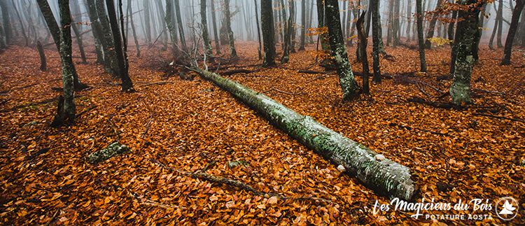 Albero Pericolante Aosta - Albero caduto in un bosco
