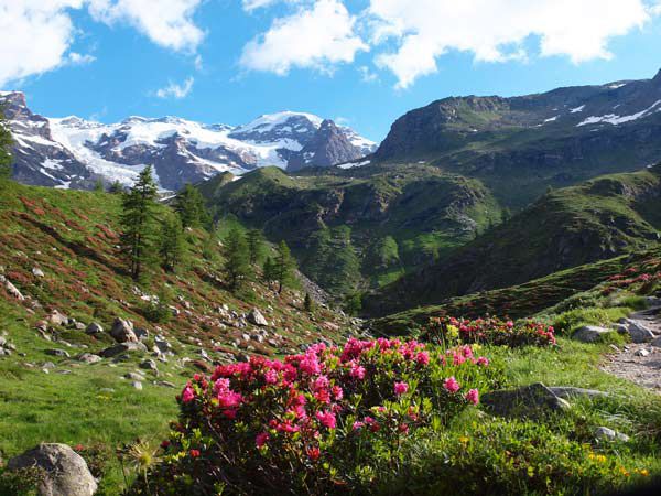 La sede di Les Magiciens du Bois - Potature Aosta