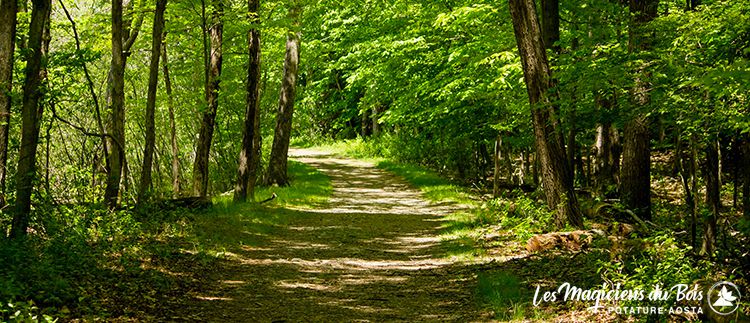 Lavori Boschivi Aosta - Sentiero di un bosco