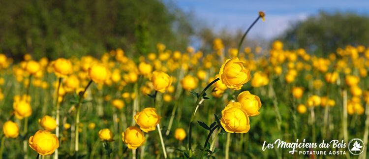 Manutenzione del Verde Aosta: i Fiori del Nostro Territorio