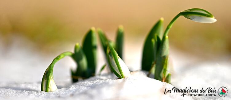 Manutenzione Giardino Privato Aosta: Cosa Fare Dopo l’Inverno