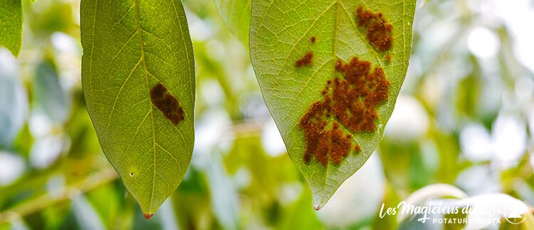 Parassiti Piante Aosta - Pianta con Foglie Infestate da un Parassita
