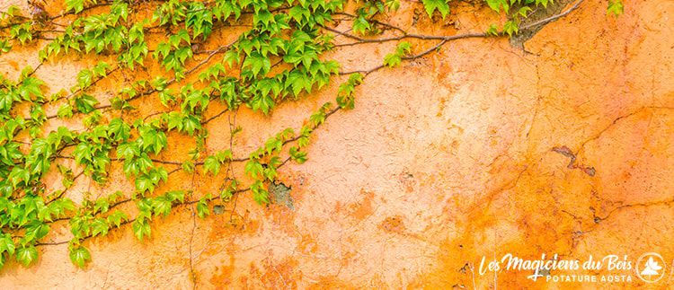 Pianta rampicante: quale varietà scegliere per casa tua?