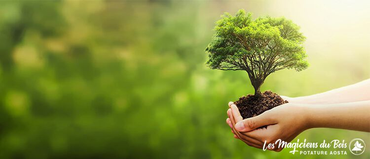 Piantare Alberi Aosta: un Importante Regalo Sostenibile